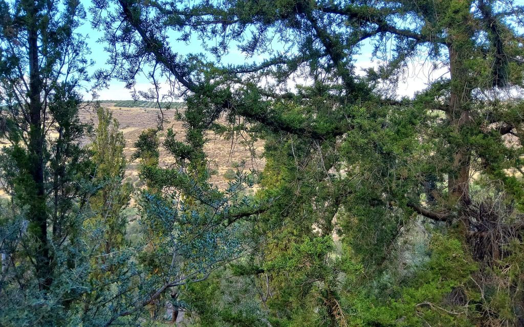 Big Plot for sale in Pitsidia South Crete