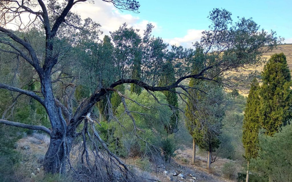 Big Plot for sale in Pitsidia South Crete