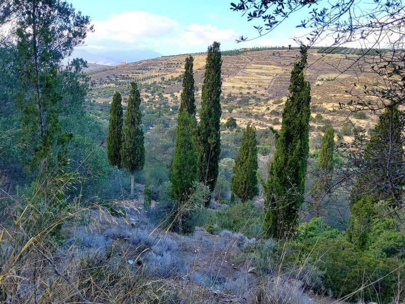 Big Plot for sale in Pitsidia South Crete