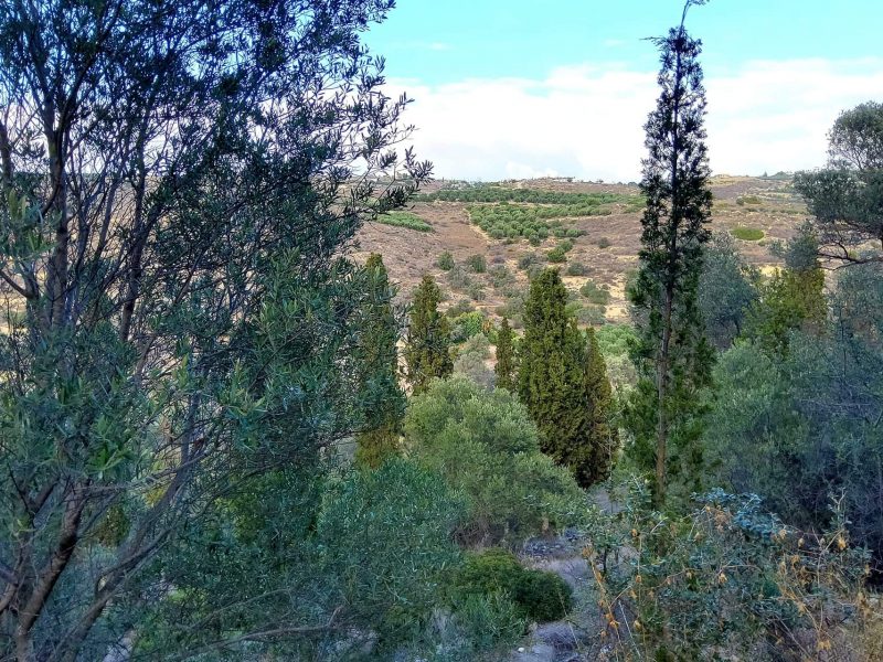 Big Plot for sale in Pitsidia South Crete