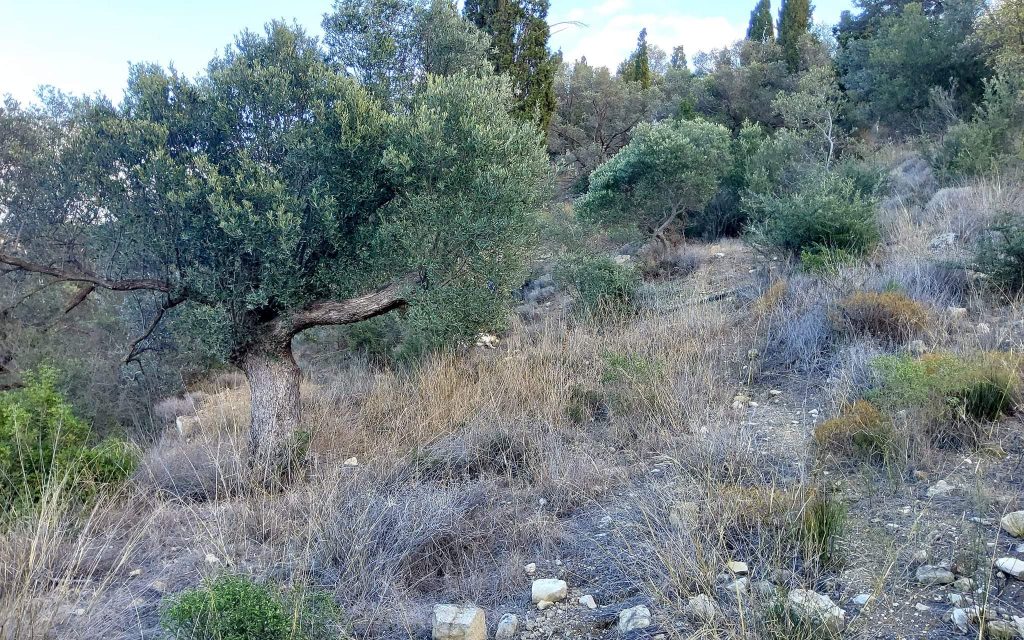 Big Plot for sale in Pitsidia South Crete