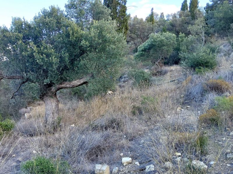 Big Plot for sale in Pitsidia South Crete