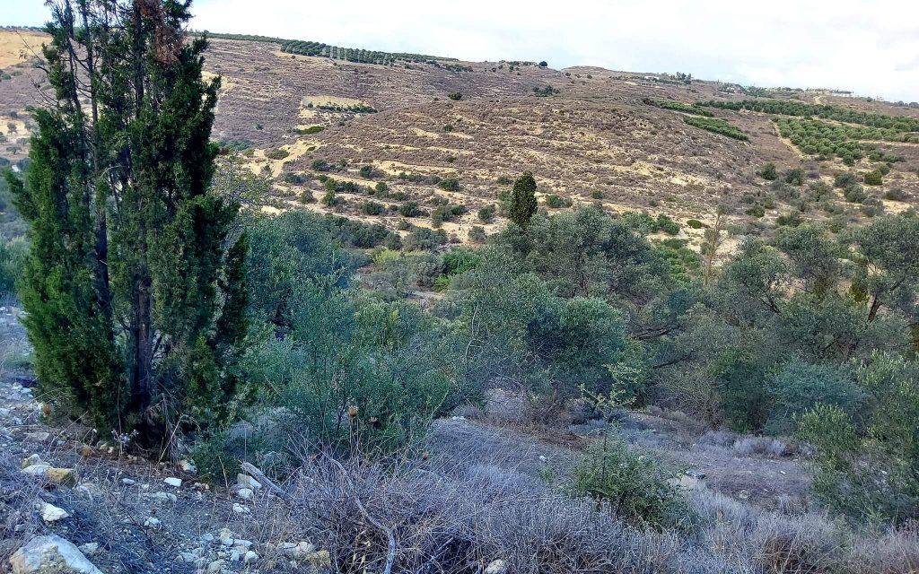 Big Plot for sale in Pitsidia South Crete