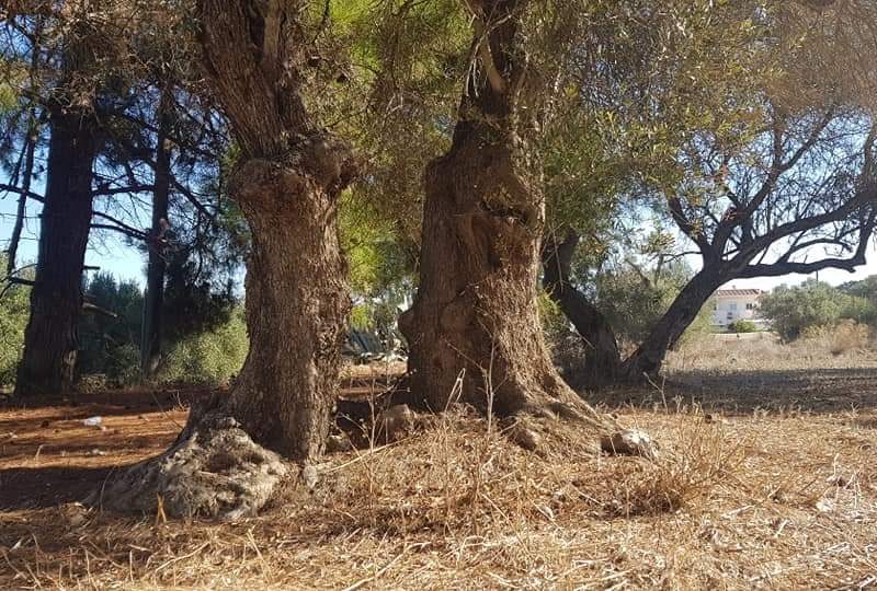 Big Plot for sale at Petrokefali South Crete