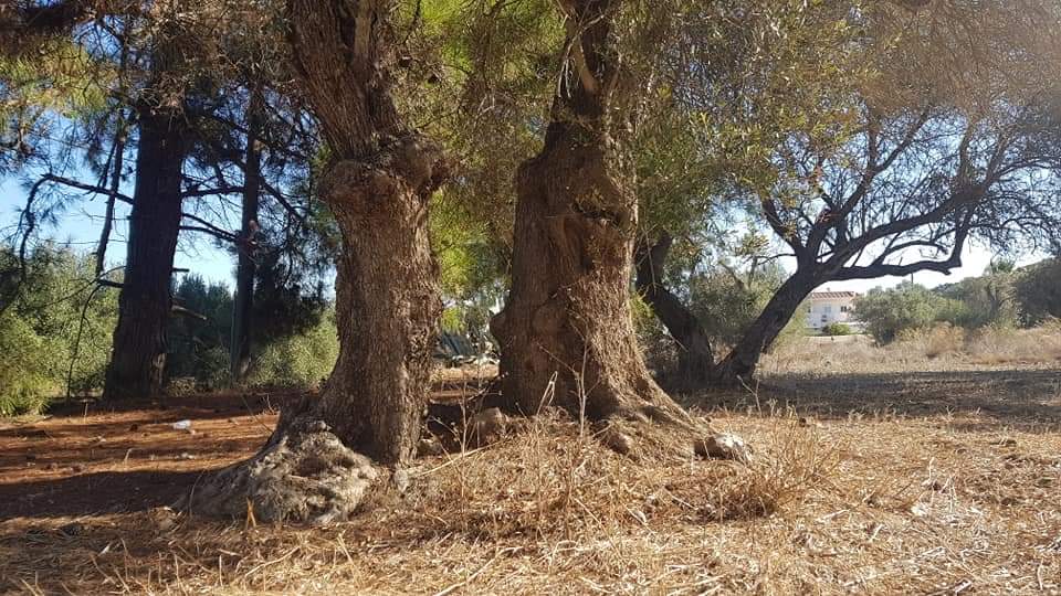 Big Plot for sale at Petrokefali South Crete