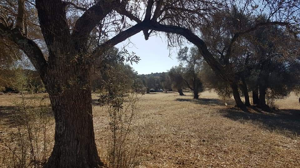 Big Plot for sale at Petrokefali South Crete