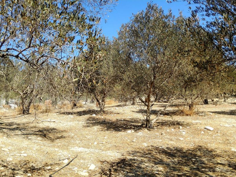 Plot for sale in Pitsidia No3