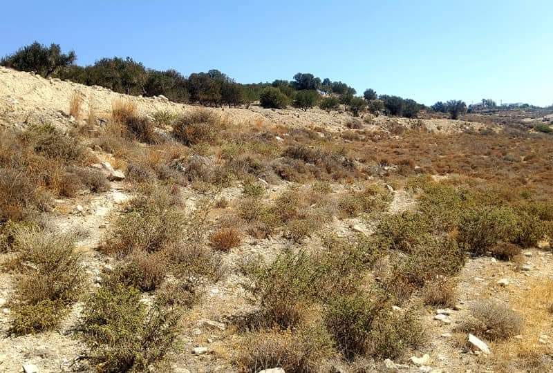 Plot for sale in Kamilari South Crete Nr4