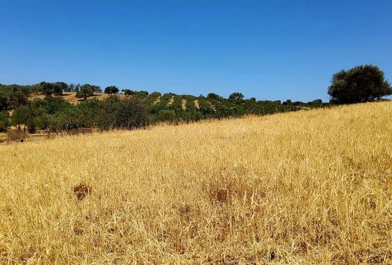 Plot for sale in Listaros South Crete with mountain view