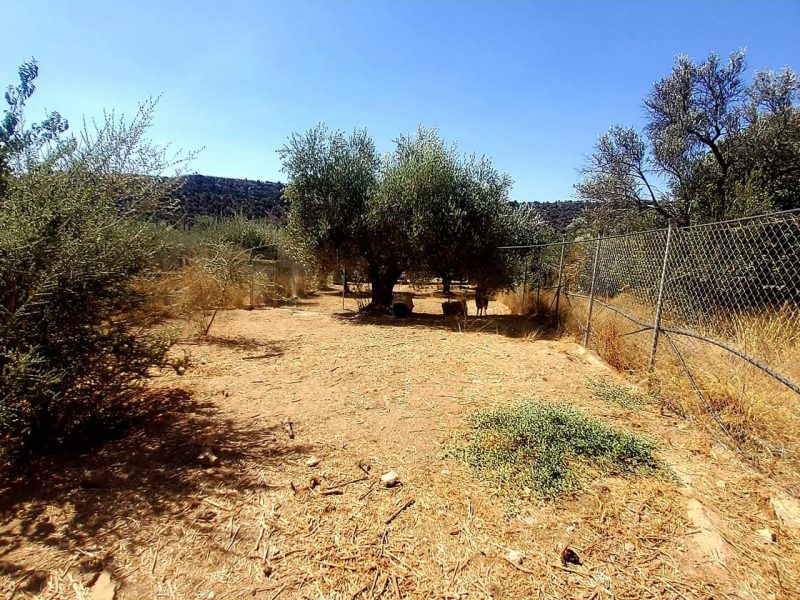 Farm with House for sale in Vori South Crete