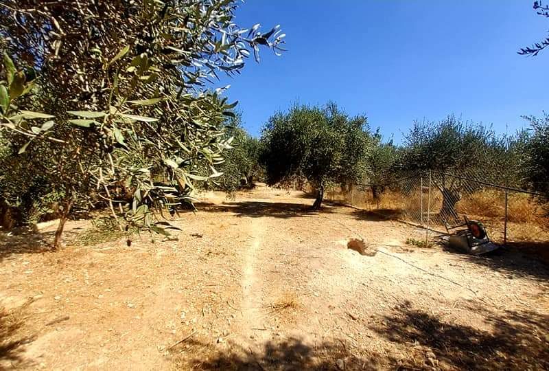 Farm with House for sale in Vori South Crete