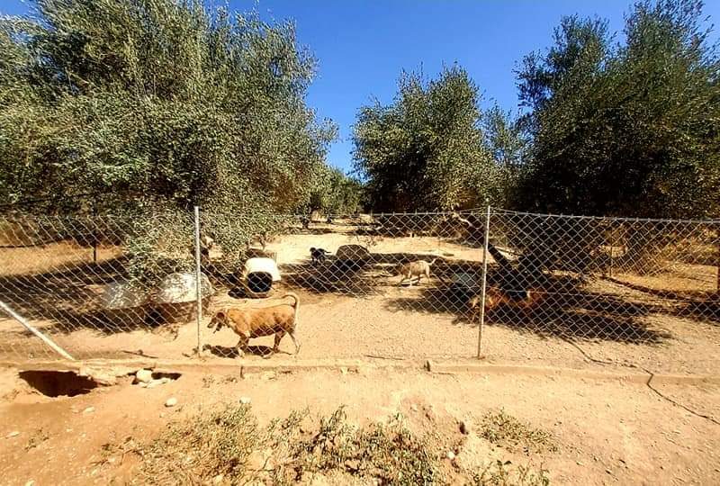 Farm with House for sale in Vori South Crete