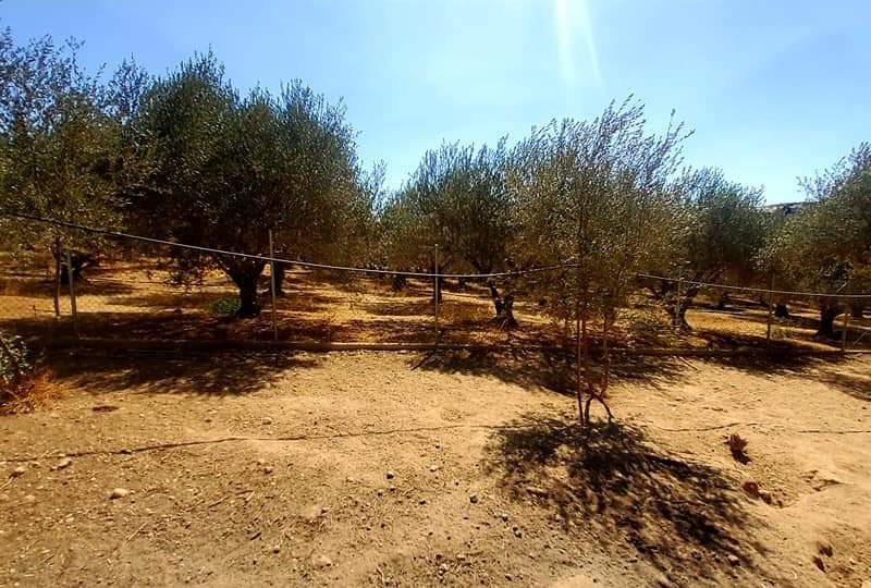 Farm with House for sale in Vori South Crete