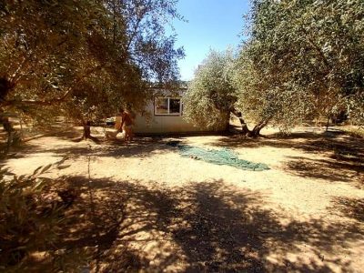 Farm with House for sale in Vori South Crete