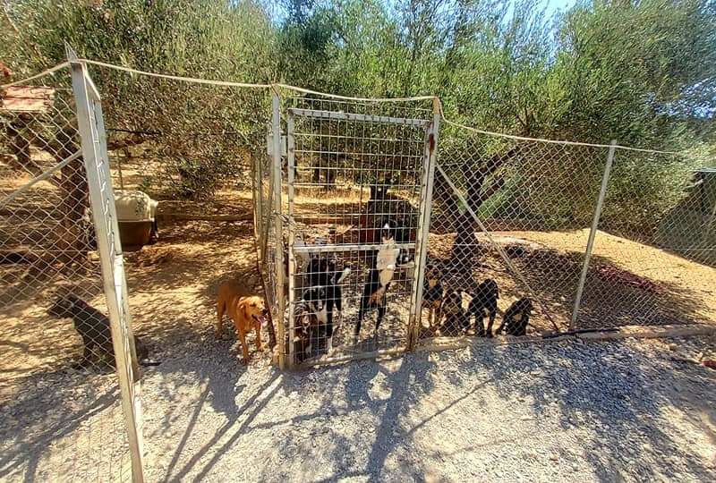 Farm with House for sale in Vori South Crete