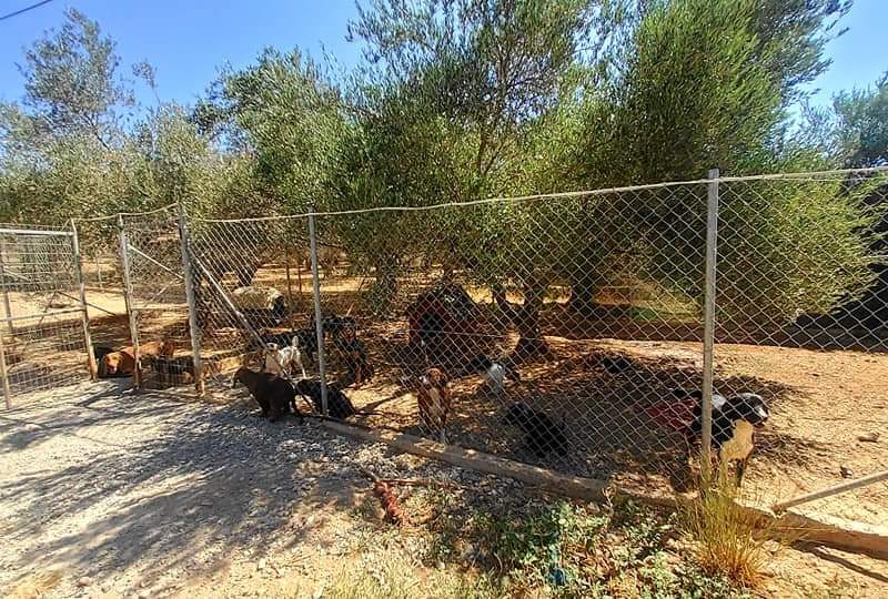 Farm with House for sale in Vori South Crete