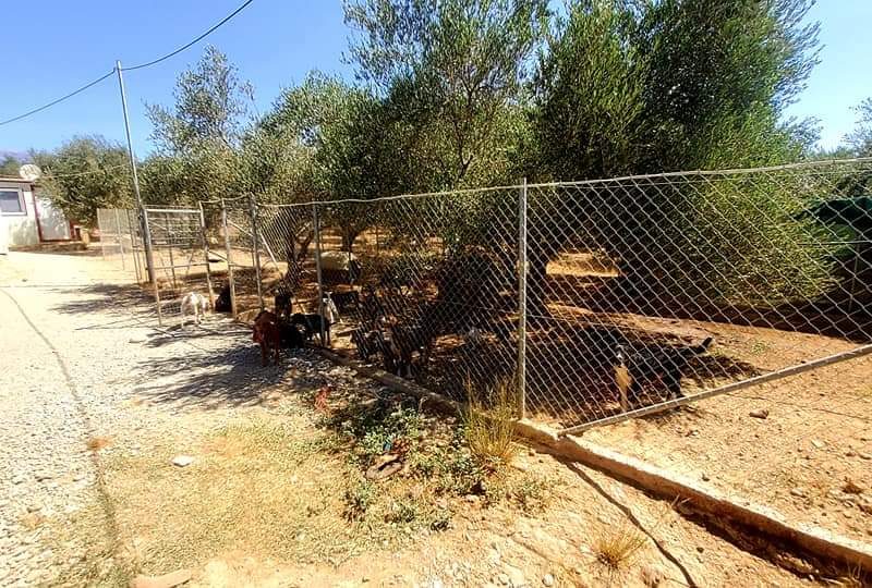 Farm with House for sale in Vori South Crete