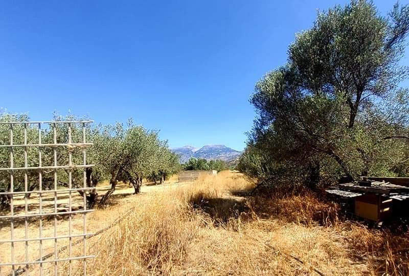 Farm with House for sale in Vori South Crete