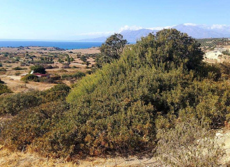 Small Plot for sale just outside Pitsidia South Crete