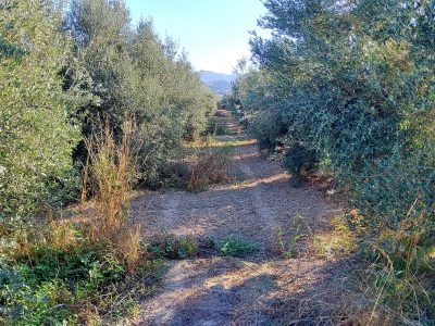 Agricultural Plot for sale with olive trees in Petrokefali South Crete No 1