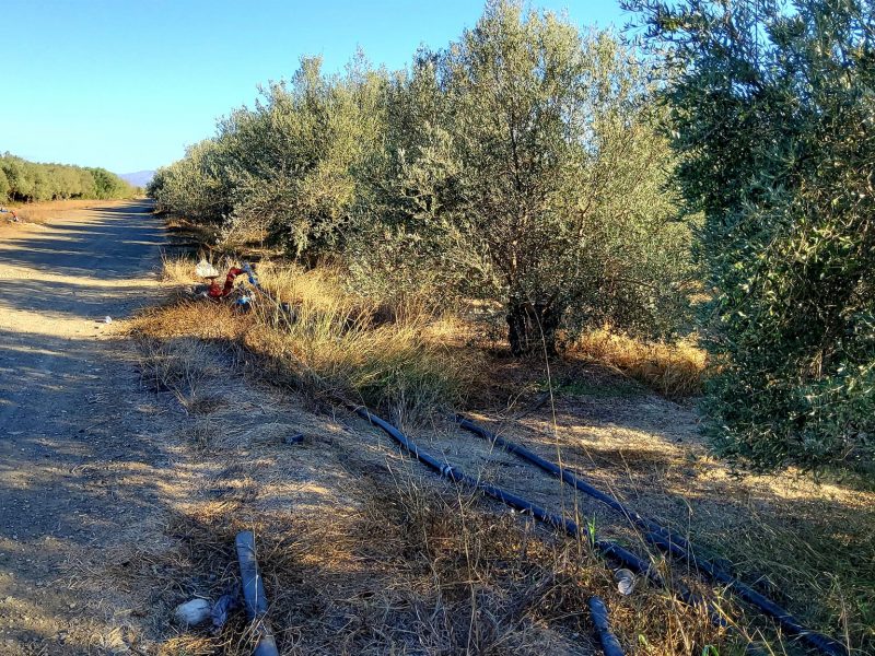 Agricultural Plot for sale with olive trees in Petrokefali South Crete No 1