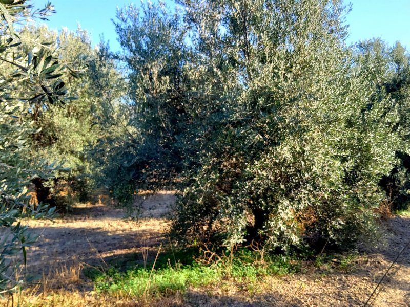 Agricultural Plot for sale with olive trees in Petrokefali South Crete No 1