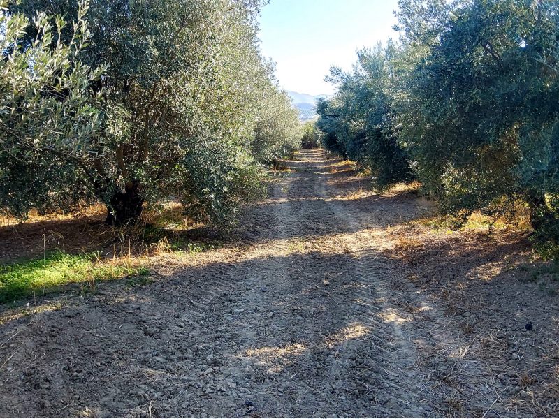 Agricultural Plot for sale with olive trees in Petrokefali South Crete No 1