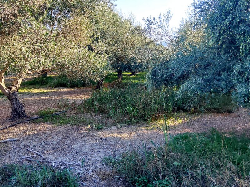 Agricultural Plot for sale with olive trees in Petrokefali South Crete No 2