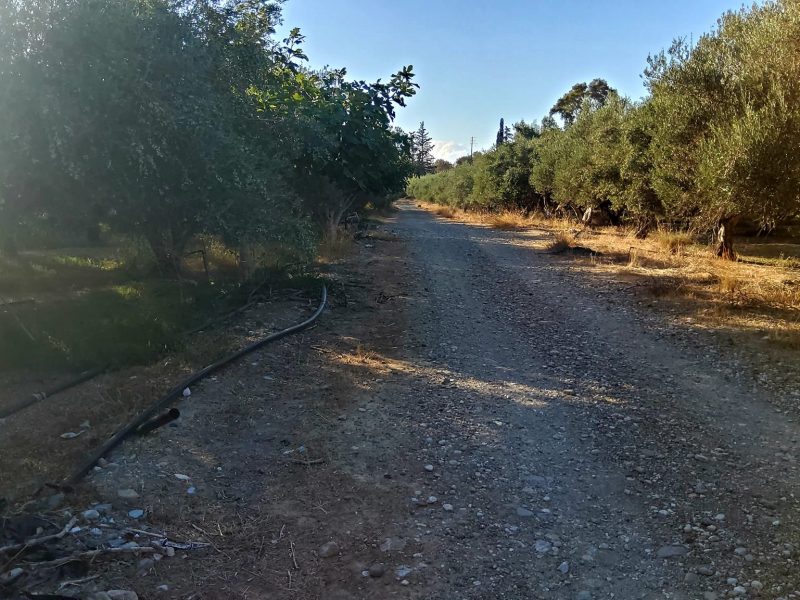 Agricultural Plot for sale with olive trees in Petrokefali South Crete No 2