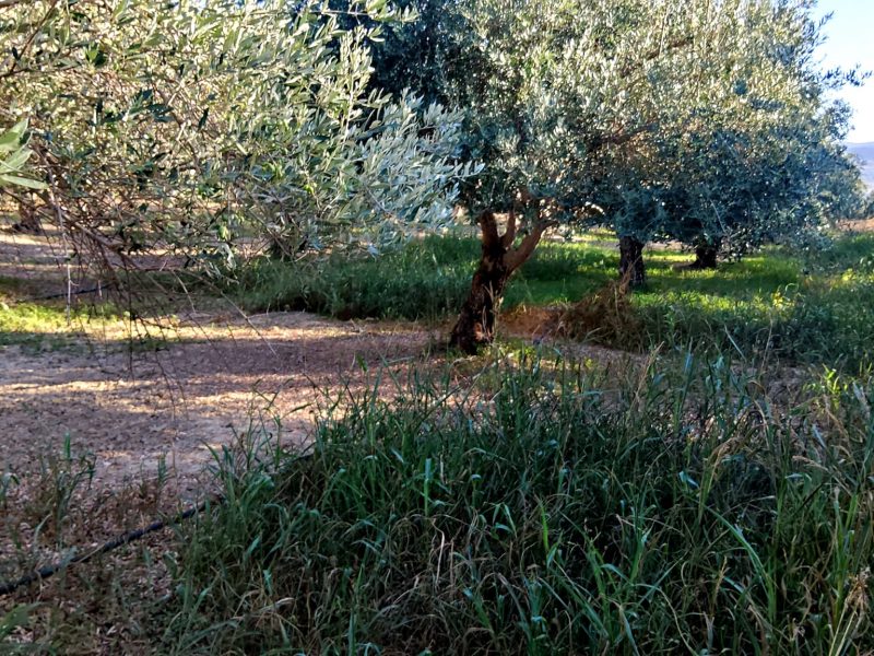 Agricultural Plot for sale with olive trees in Petrokefali South Crete No 2