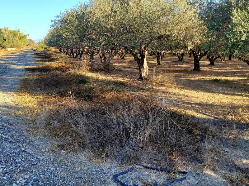 Agricultural Plot for sale with olive trees in Petrokefali South Crete No 2