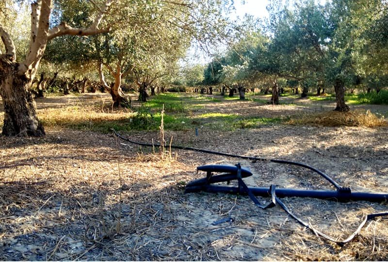 Agricultural Plot for sale with olive trees in Petrokefali South Crete No 2