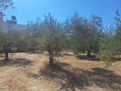 Big Plot for sale at Kapariana - Mires South Crete