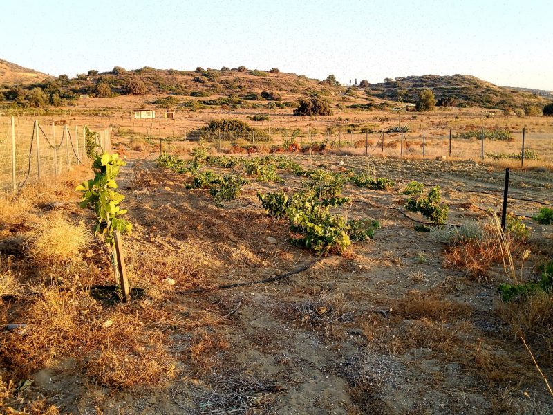 Fenced Plot for sale at Komos Pitsidia