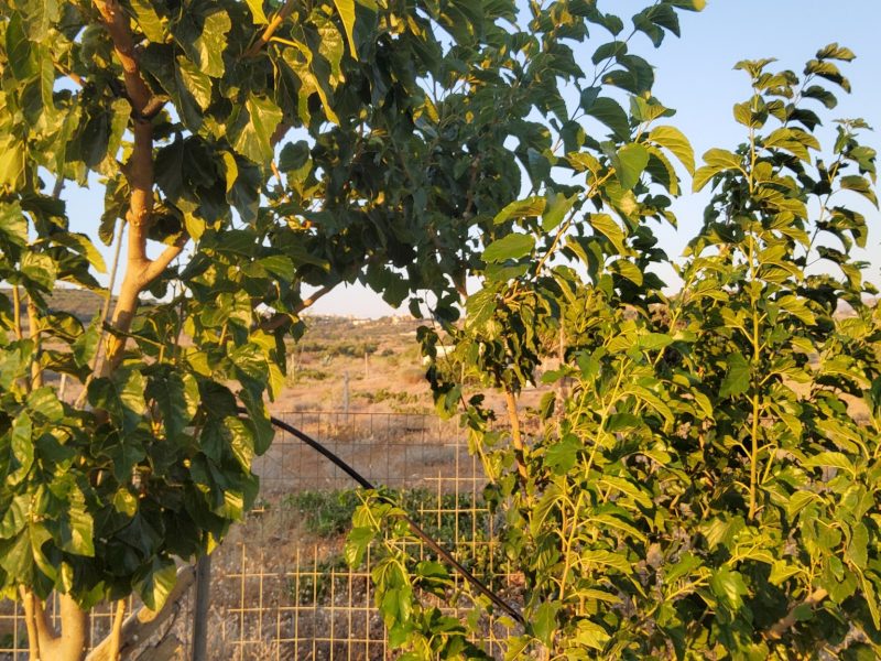 Fenced Plot for sale at Komos Pitsidia