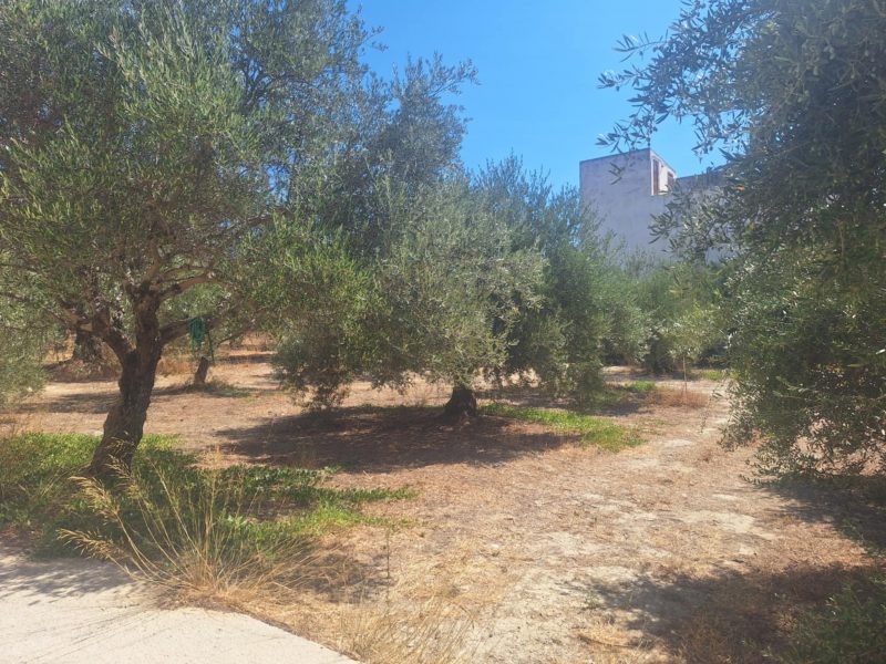 Big Plot for sale at Kapariana - Mires South Crete